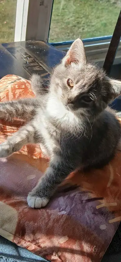 Femelle chaton, View more