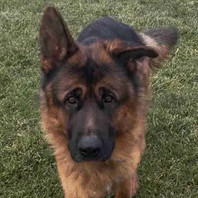 German Shepherd CKC Registered Pups, View more