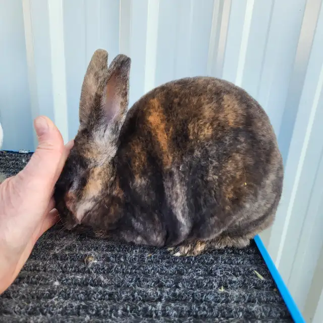 EXTRAORDINARY MINI REX BABY RABBITS in Small Animals for Rehoming in Ottawa - Image 8