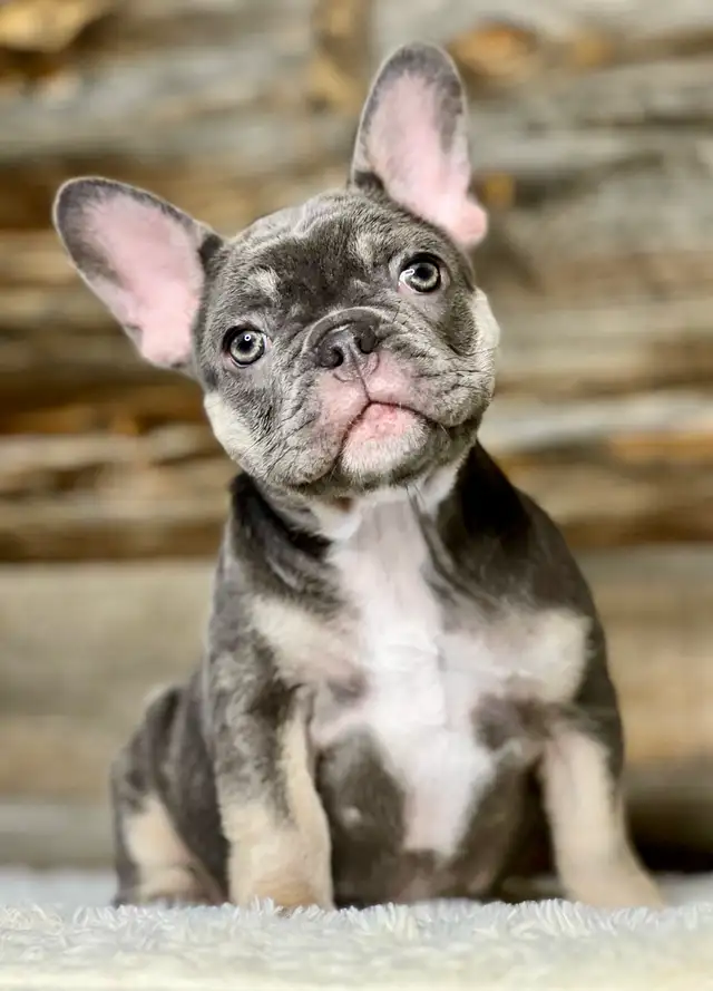 ♥️Ready now! French Bulldog puppies ♥️ in Dogs & Puppies for Rehoming in Calgary - Image 2