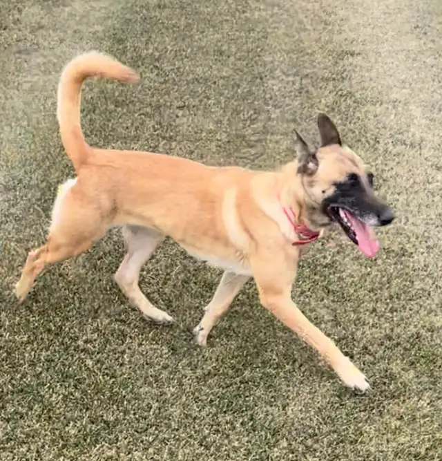 Malinois x Dutch Shepherd in Dogs & Puppies for Rehoming in Hamilton - Image 6