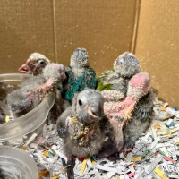 Baby conures for sale hand raised friendly and tamed! 
