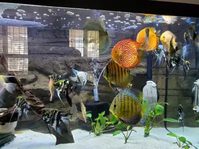 Aquarium 90 gallons with stand and beautiful background ,45gallo, View more