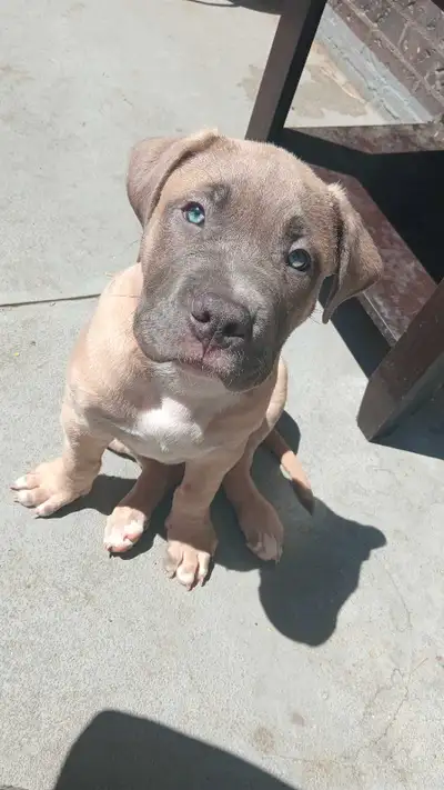 Cane Corso puppies for sale! Ready in 10 weeks, View more