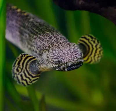 Ornate bichir, View more
