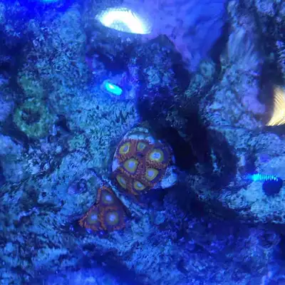 Blue eyed blonde zoa frag, View more