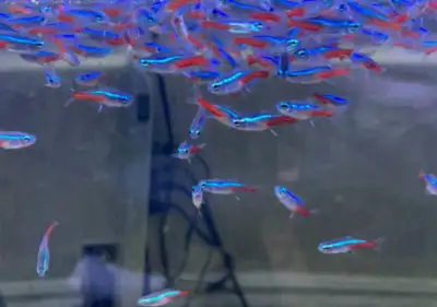 Large Neon tetras in stock. Best kept in schools these beautiful, peaceful fish do great in most com...