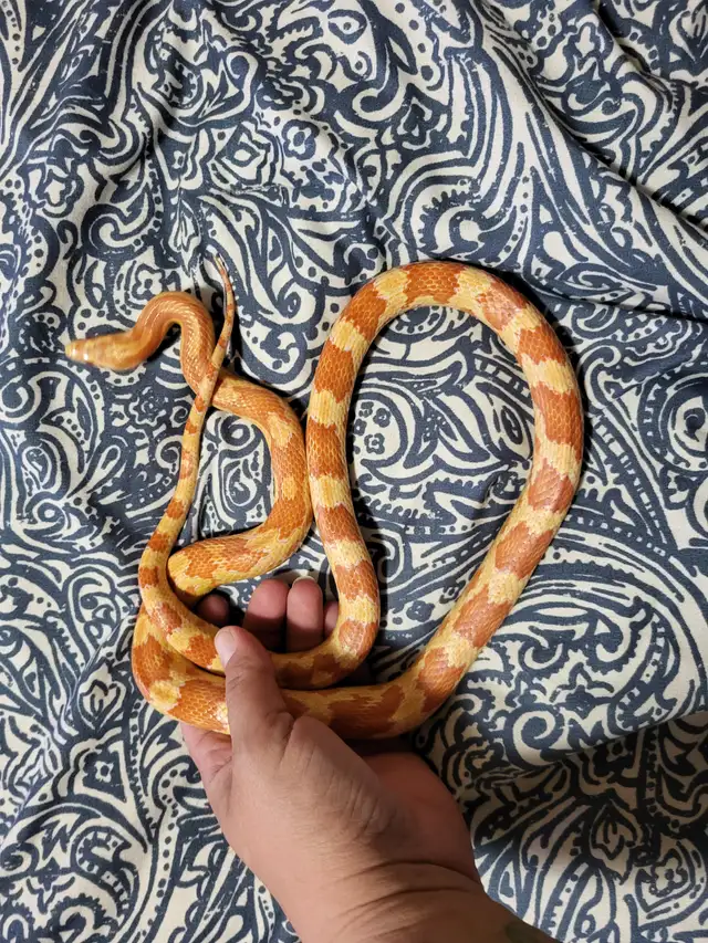 Corn Snakes in Reptiles & Amphibians for Rehoming in Prince Albert - Image 5