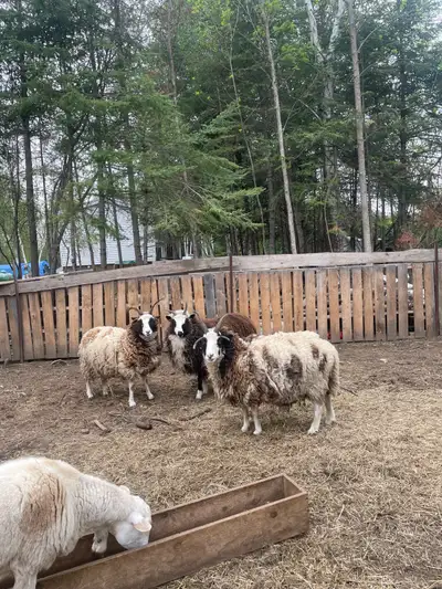 Locals only (Thunder Bay Area) Pickup preferred Available lambs at side once they drop Set of ewe tw...
