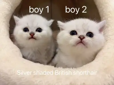 == Silver shaded British shorthair kittens ready to go == , View more