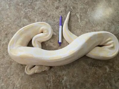 An albino ball python - Keola!, View more
