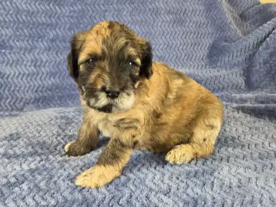 Whoodle puppies, View more