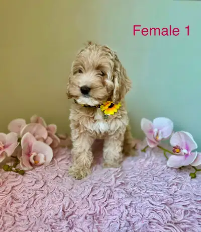 F1B Mini Cockapoo Puppies Ready Now! (All females), View more