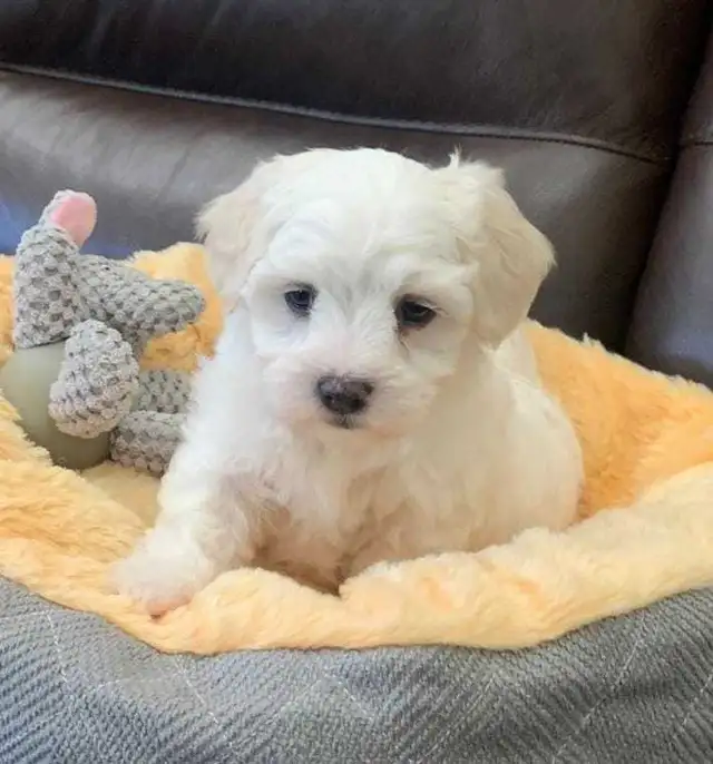 FEMALE MALTESE PUPPY in Dogs & Puppies for Rehoming in London - Image 4