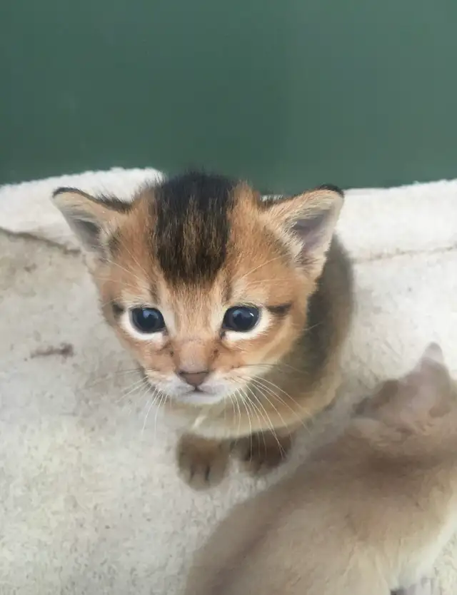 ABYSSIN KITTENS / CHATON ABYSSIN