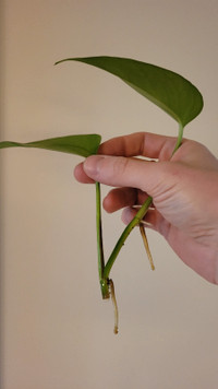 Rooted plant cuttings for aquariums