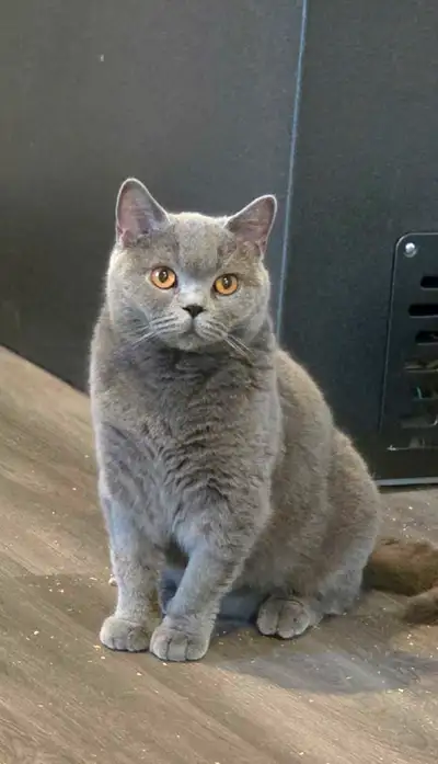 British shorthair , View more