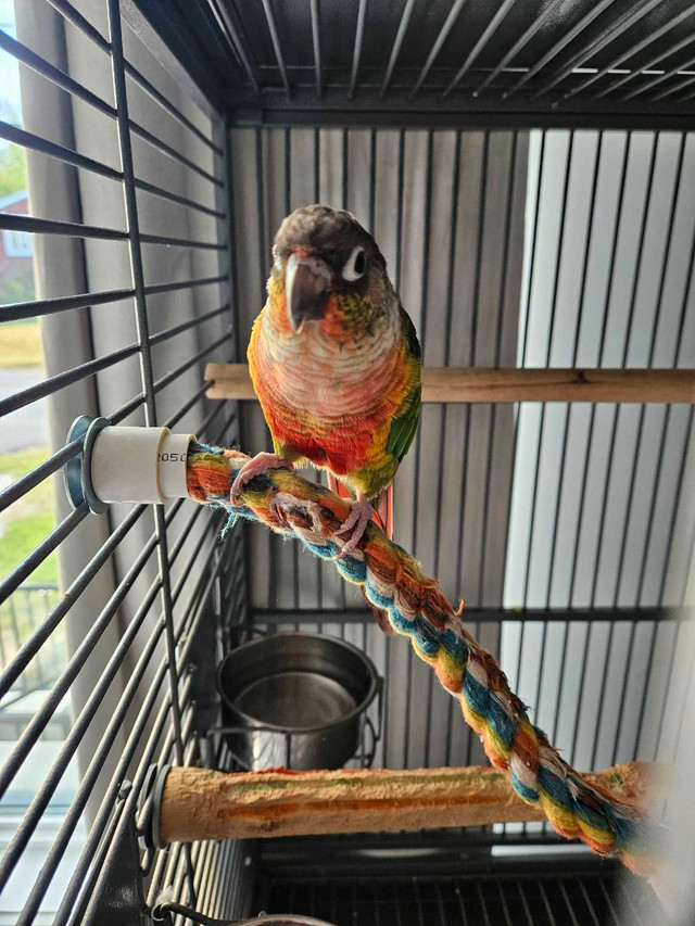 conure soleil dans Oiseaux à adopter  à Laval/Rive Nord - Image 4