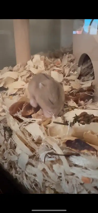 baby Campbell dwarf hamsters , View more