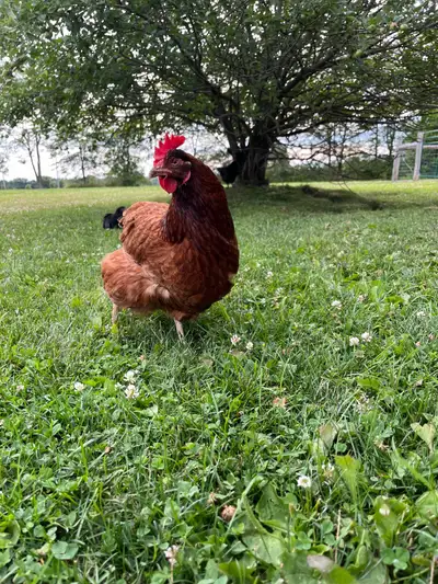 2 Rhode Island Red Hens available. 3 years old, laying occasionally. Pickup in the Niagara region, S...