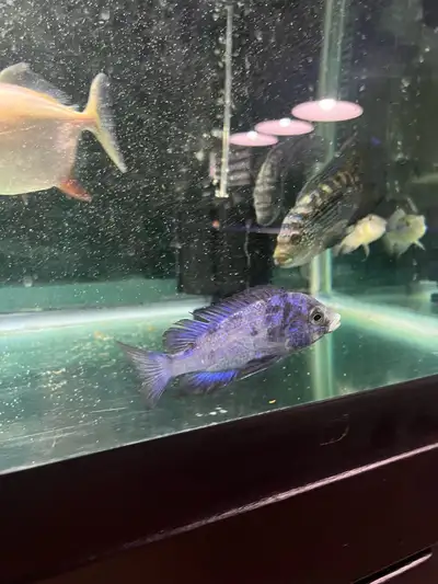 fs: south american and african cichlids, View more