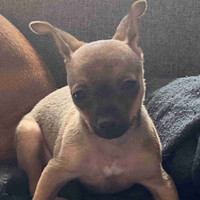 Miniature Pinscher Chihuahua mix available 