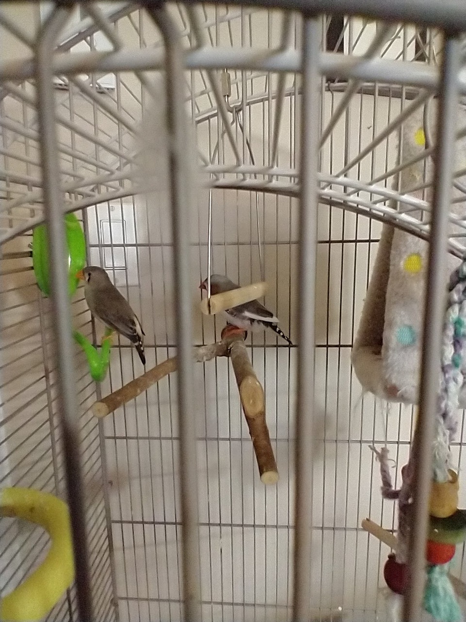 Zebra Finches and Cage For Sale | Birds for Rehoming | Moncton | Free ...