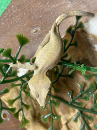Young crested gecko