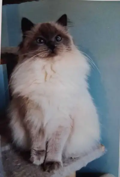 Purebred Ragdoll Cats and Kittens Spayed/Neutered, View more
