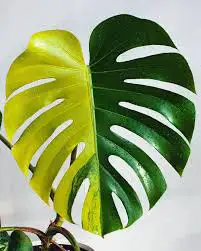 Monstera albo, aurea and mint in Plants, Fertilizer & Soil in City of Toronto - Image 3