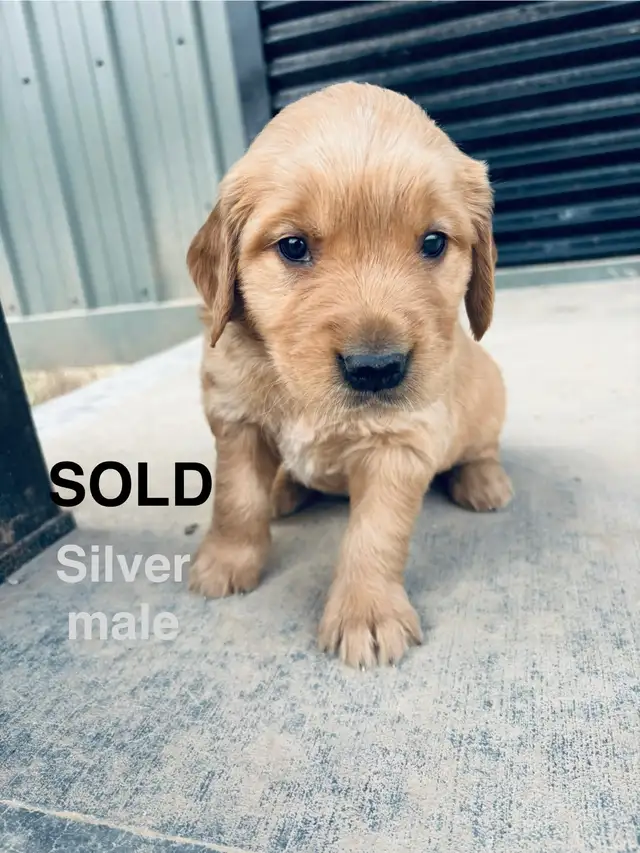 Golden Retriever Puppies (SOLD) in Dogs & Puppies for Rehoming in Edmonton - Image 4