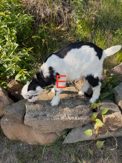 Mini Lamancha Buck F1, View more