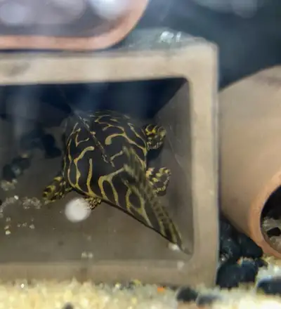 L134 pleco breeding group of 9, View more