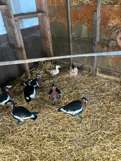 Canards mandarins blancs, View more