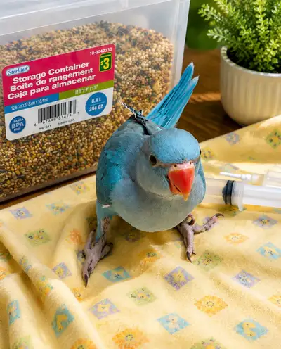 ❤️⭐❤️ CUTE INDIAN RINGNECK BABIES ❤️with cage and food⭐❤️, View more