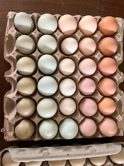 Hatching eggs available- shipping available, View more