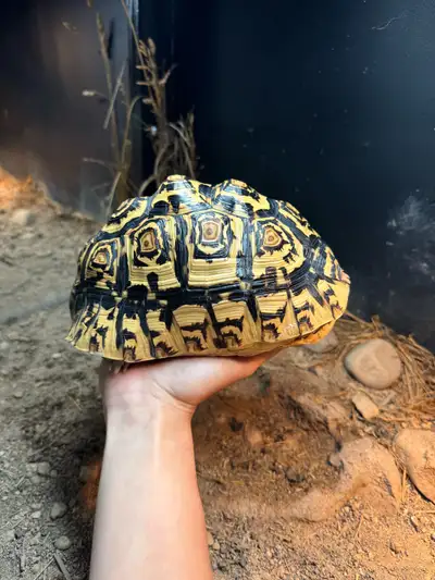 Male Leopard Tortoise, View more