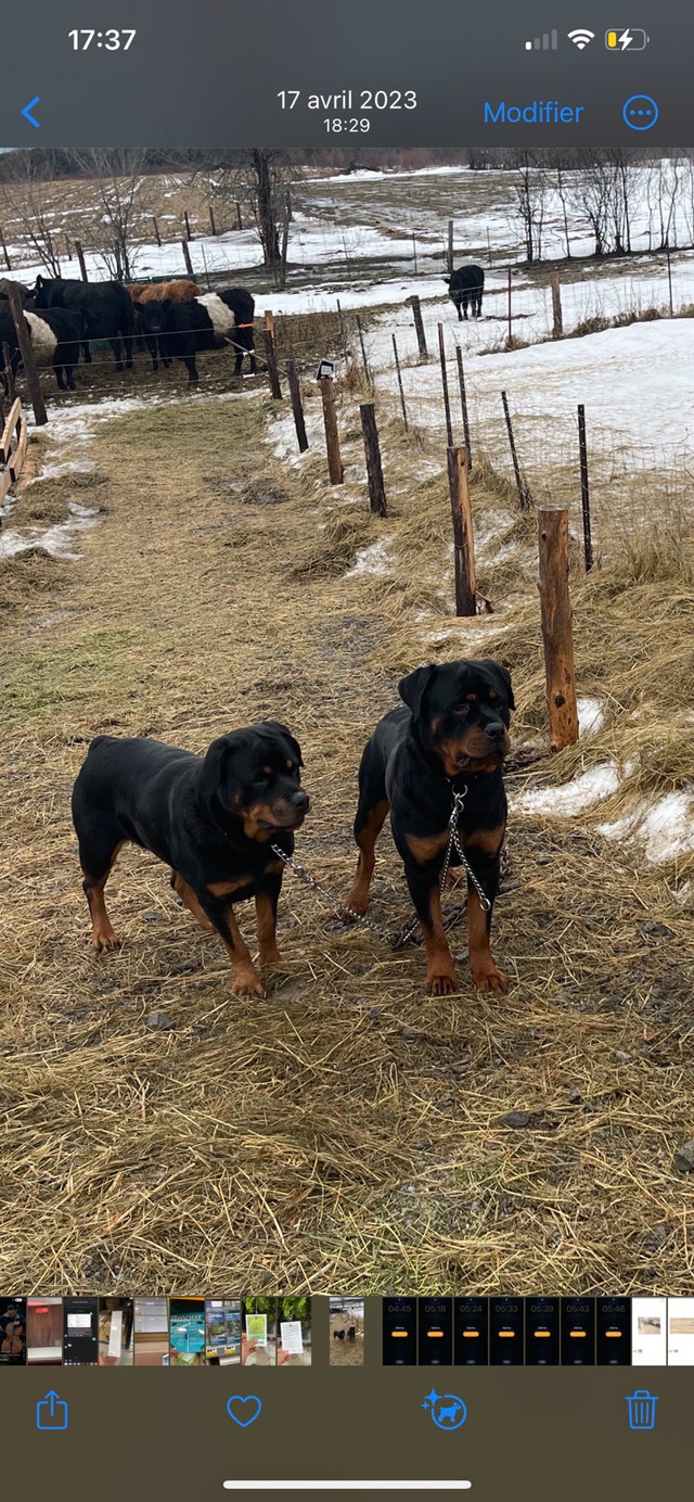Rottweiler for sale  in Dogs & Puppies for Rehoming in Ottawa