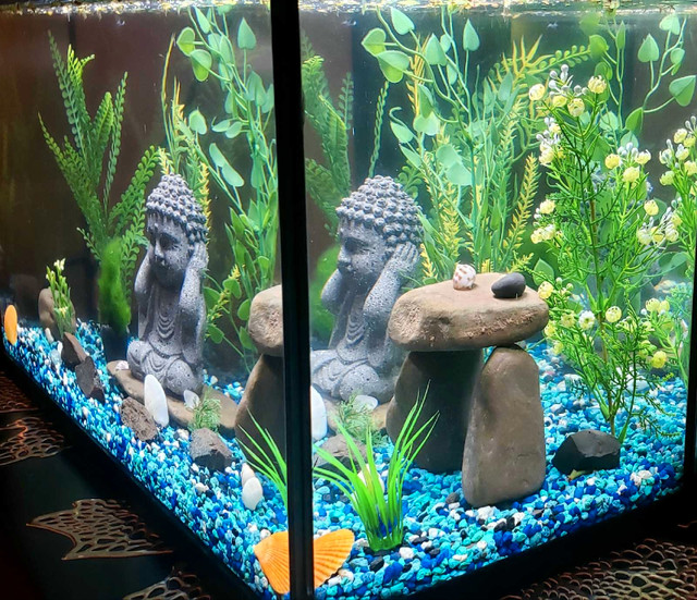 Aquarium for Beginners in Fish for Rehoming in Mississauga / Peel Region - Image 3