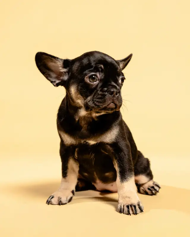 French Bulldog Puppies | Ready Soon | Pre-Booking Open in Dogs & Puppies for Rehoming in City of Toronto - Image 4