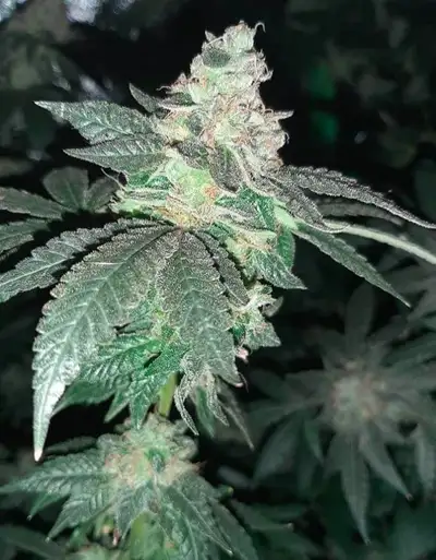 Master grower 35+ yrs experience growing medical cannabis fully licensed and looking to rent 4or5 be...