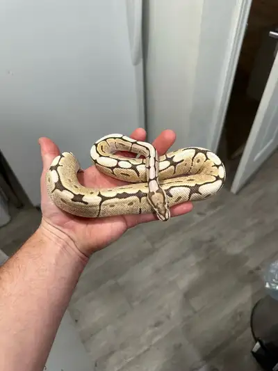 Free Male DG Spider Ball Python! Snake Only, View more