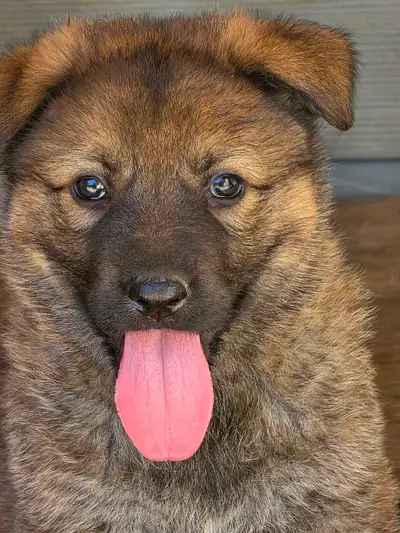 German Shepherd Puppies, View more