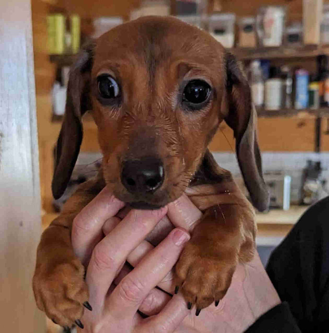 Mini Dachshund  in Dogs & Puppies for Rehoming in New Glasgow