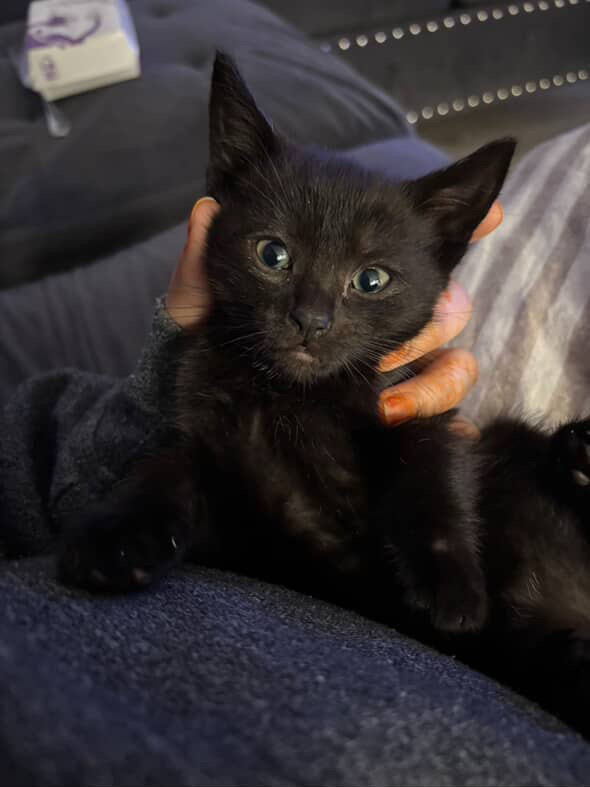 kitten snowshoe x calico breed in Cats & Kittens for Rehoming in City of Toronto