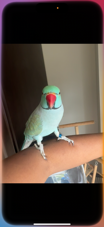 Indian Ring neck parrot, View more