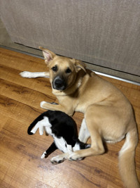 FREE TO GOOD HOME German shepherd and tuxedo cat 