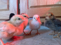 Chicks for sale
