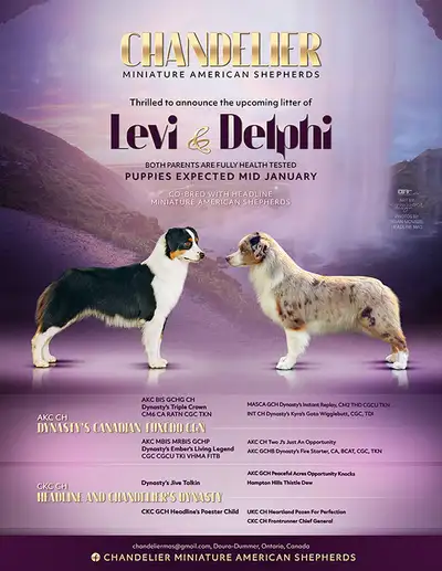 Miniature American Shepherds - CKC Registered, View more