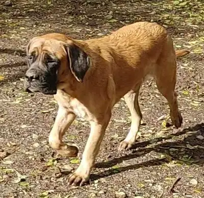 English Mastiff female, View more